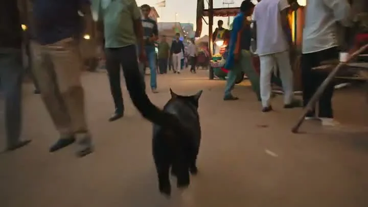 AI-generated Cat Walking Through Market video created with Sora 2